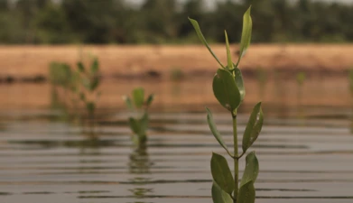 Irina Fedorenko-Aula